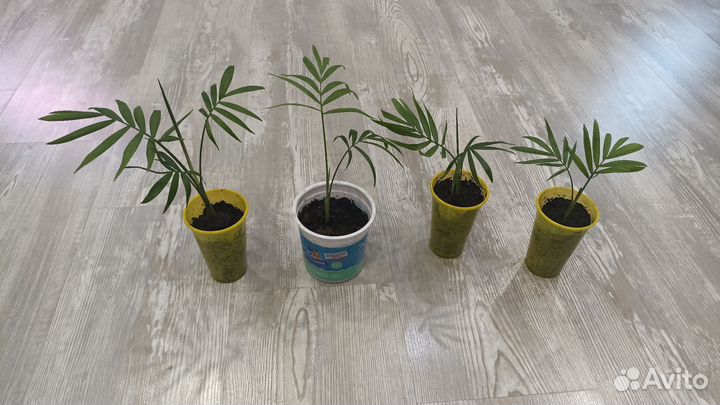 Пальма хамедорея