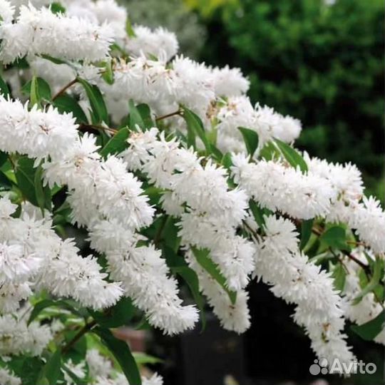 Дейция шершавая Кандидиссима