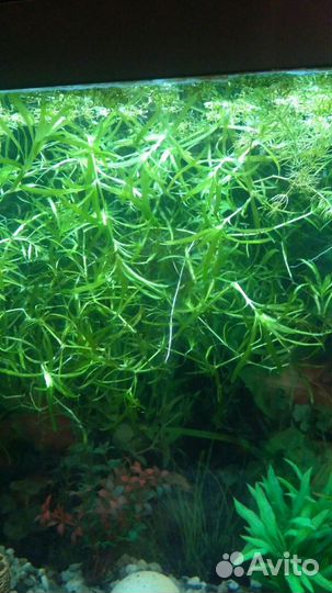 Аквариумное растение наяс