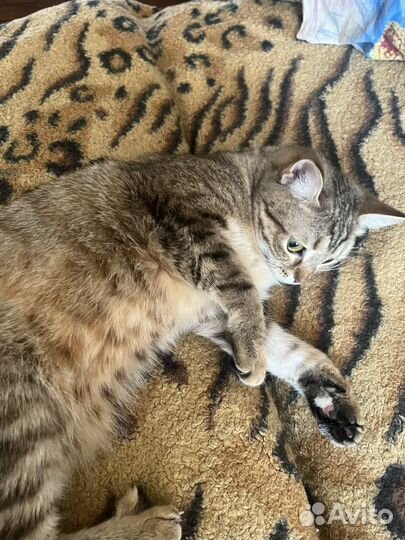 Кошка в дар