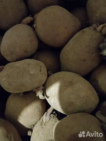 Семенной картофель