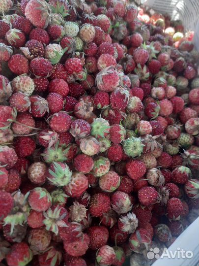 Лесная клубника