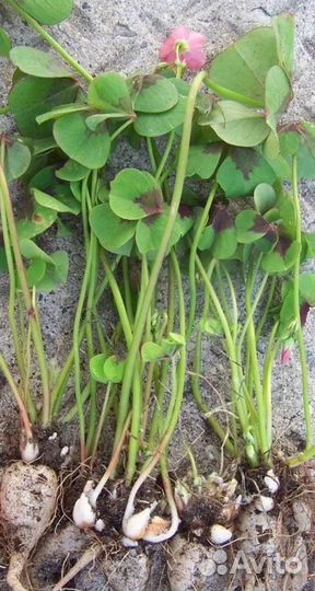 Кислица (оксалис Айрон кросс)