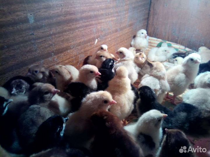 Цыплята