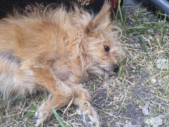 Отдам щенков