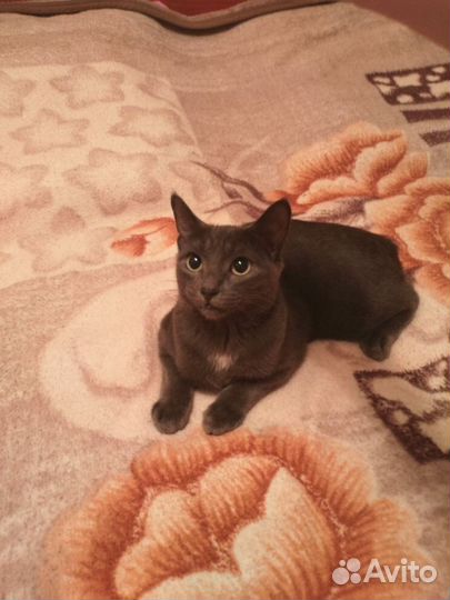 Котик бесплатно