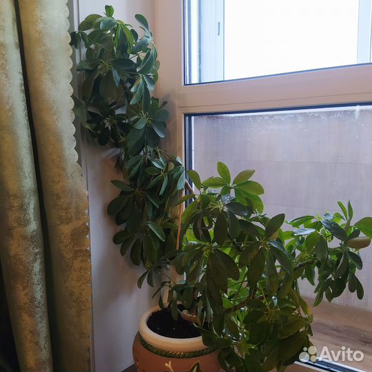 Комнатные цветы шефлера