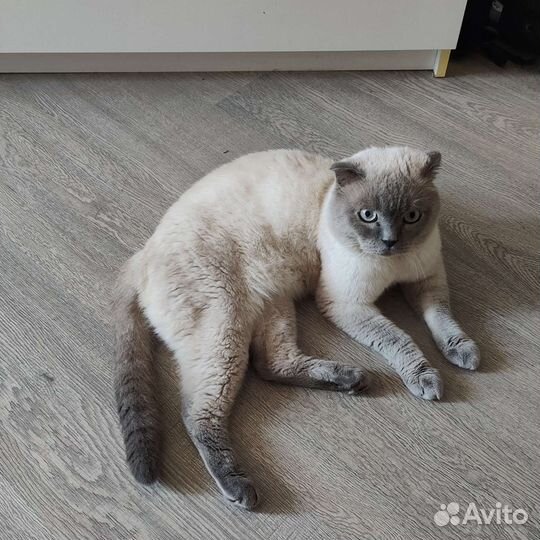 Вязка шотландского кота