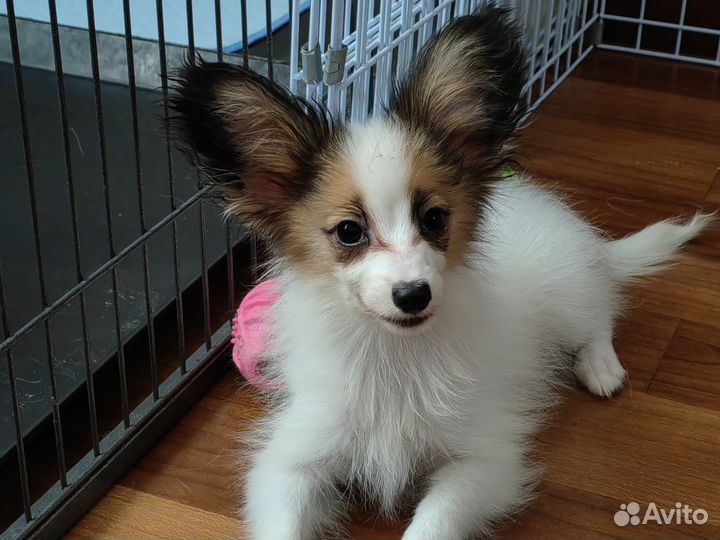 Папийона щенки