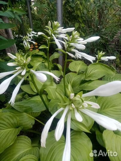 Хоста белая