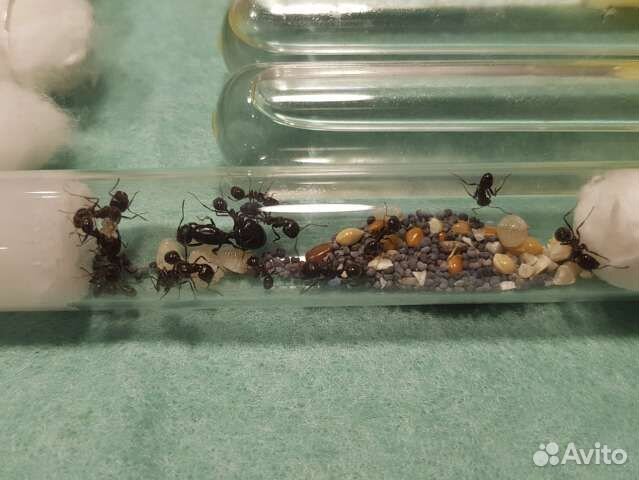 Муравьи Messor Structor