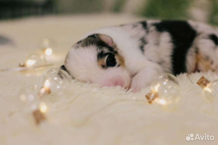 Щенки австралийской овчарки (аусси)