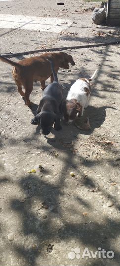 Щенки бесплатно