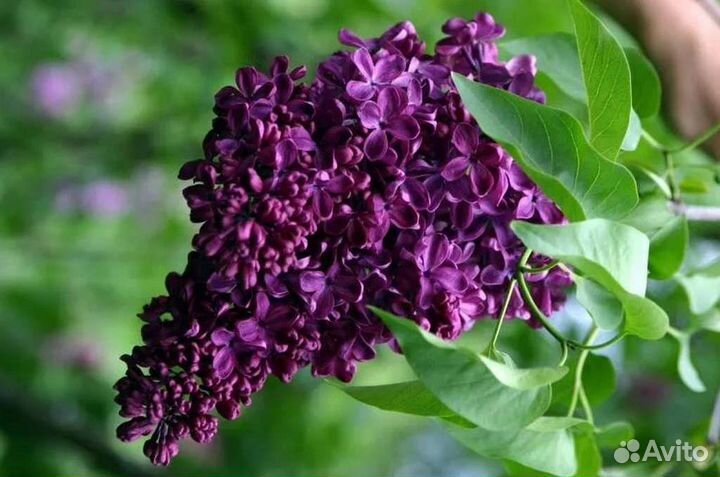 Саженцы тёмной и белой, китайской сирени