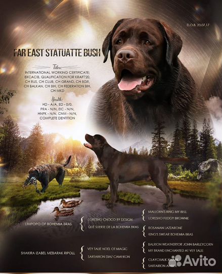 Лабрадор для вязки