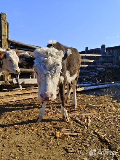 Телята телочки