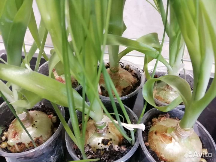 Индийский лук