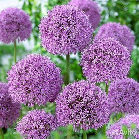 Аллиум луковицы (лук декоративный)