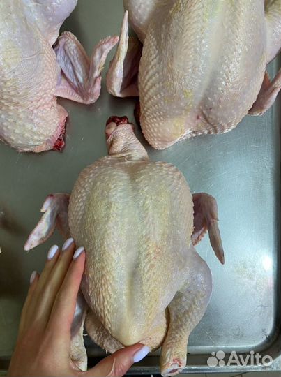 Мясо домашней курицы