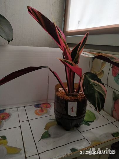 Строманта триколор