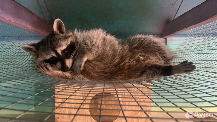 Общение с енотами