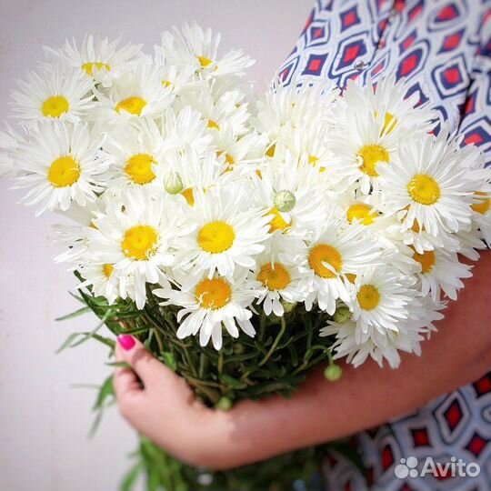 Букет ромашек, ромашка