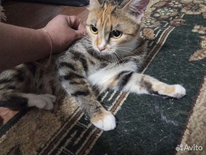 Домашние животные бесплатно