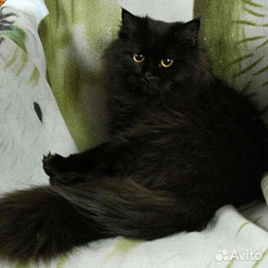 Сибирские черныши