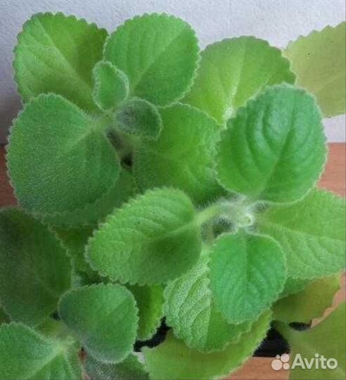 Комнатная мята