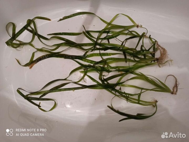 Аквариумные растения