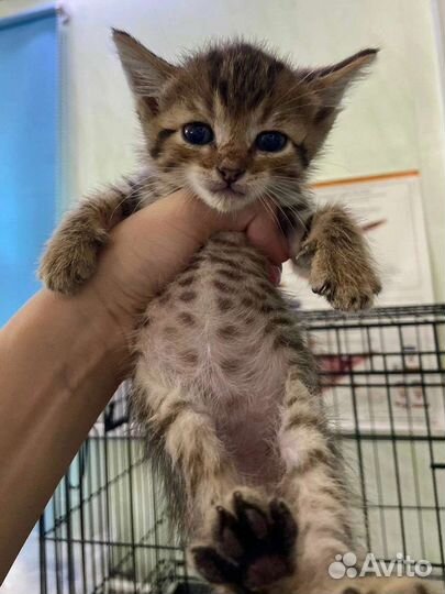 6 котят в добрые руки