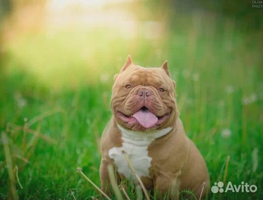 Американский булли экзот