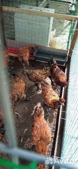 Куры молодки