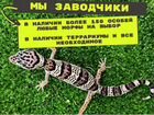 Эублефар Леопардовый геккон объявление продам