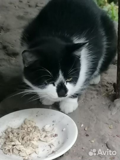 Кошка в дар бесплатно