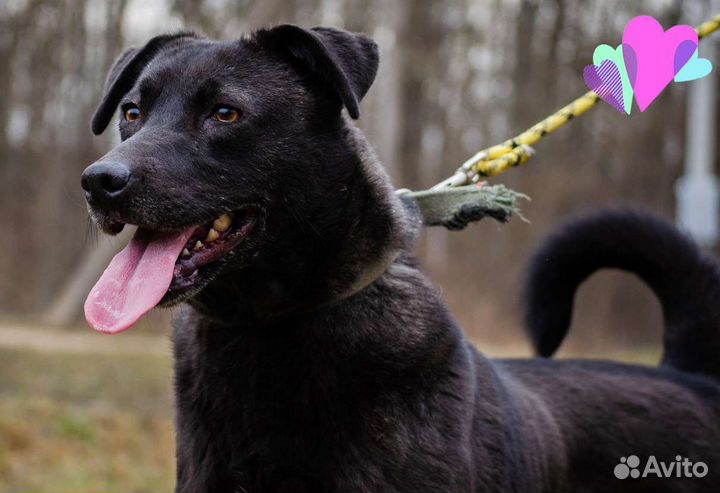 Собака Юна, 4 года, охранница