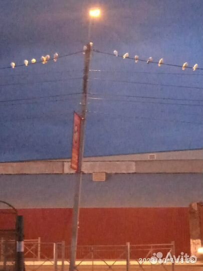 Белые голуби