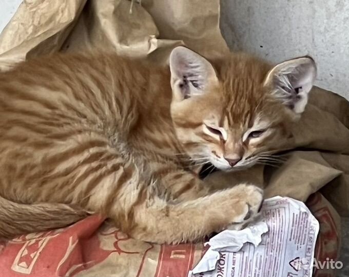 Кошка в дар
