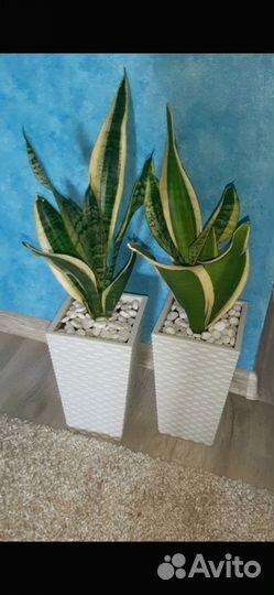 Сансевиерия 2 сорта