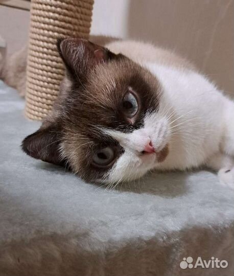 Кошка стерилизованная