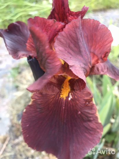 Многолетние садовые цветы и пряные растения для са