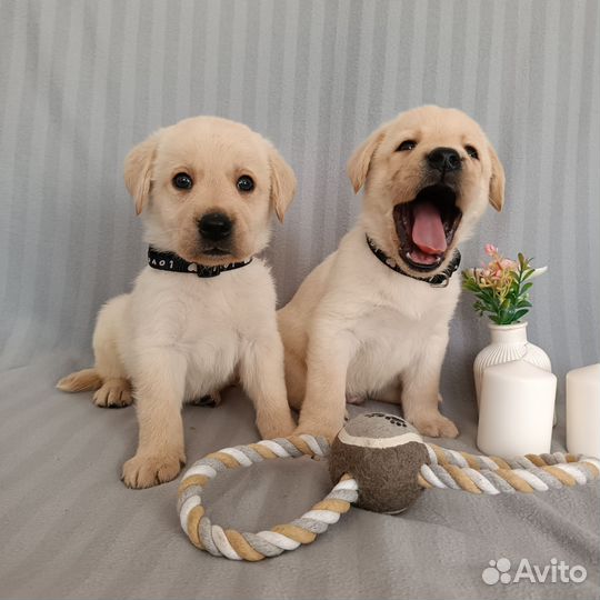 Лабрадора щенки
