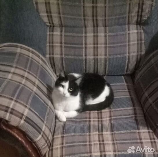 Кошка Муся в добрые руки