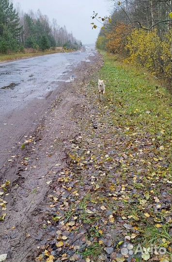 Выкинули на трассе