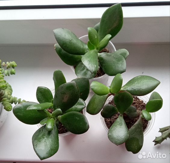 Комнатные растения цветы