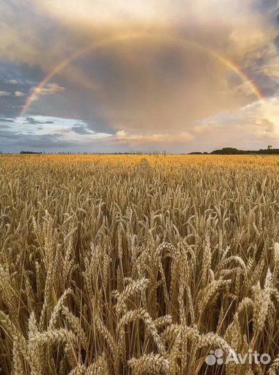 Пшеница ячмень