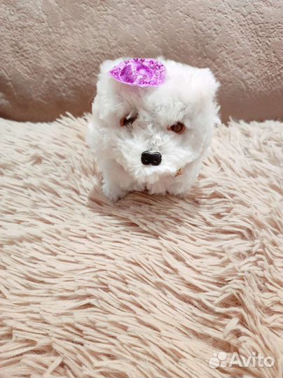 Ходячая собачка