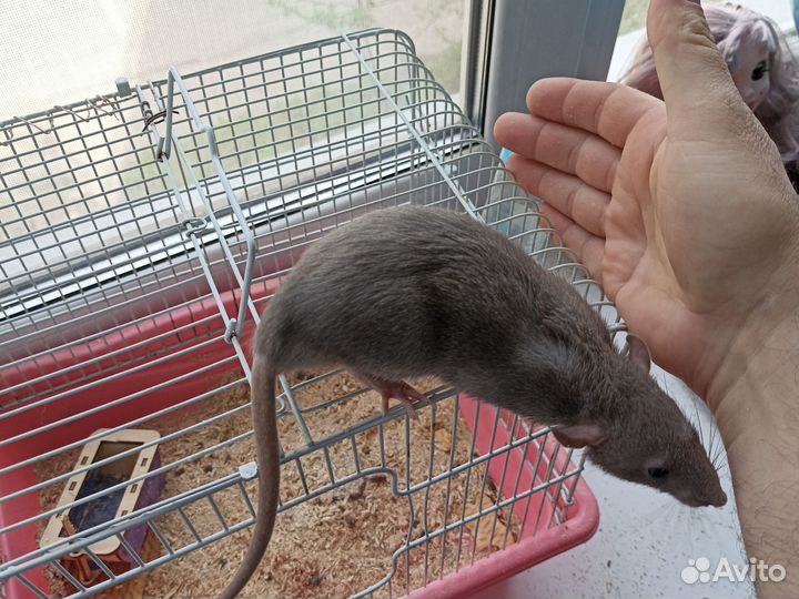 Крыса дамбо клеткой