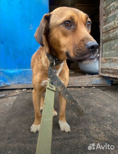 Собаке очень нужен дом