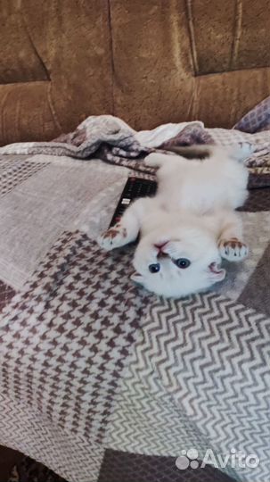 Котята